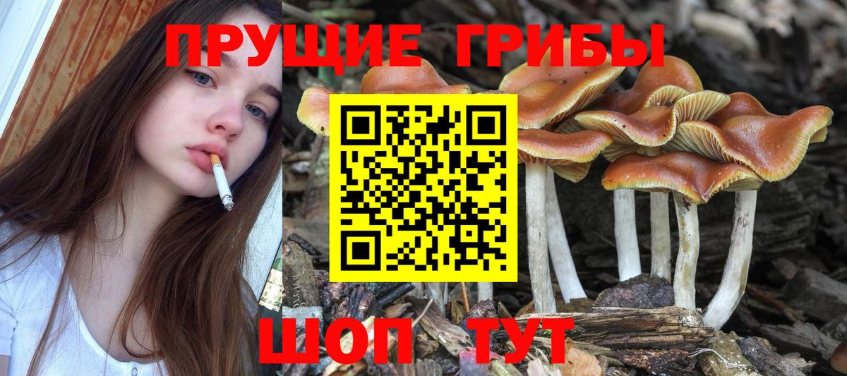 Псилоцибиновые грибы Magic Shrooms  Вход с VPN  Галлюциногенные грибы Magic Shrooms  Ртищево 